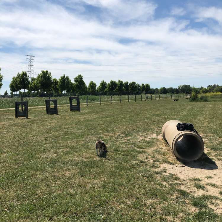 Hondenspeeltuin Park Lingezegen