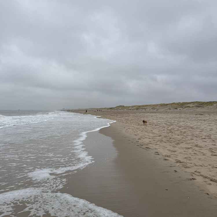Hondenstrand Duindorp